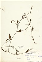 藏品(野蕎麥(尼泊爾蓼))的圖片